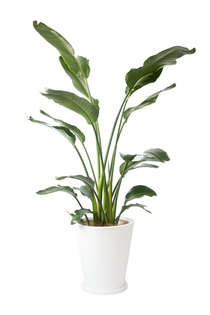 観葉植物 通販 ストレリチア・オーガスタ 10号 ファイバークレイ鉢カバー付きセット 観葉植物 本物