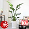 観葉植物 通販 ストレリチア・オーガスタ 10号 ファイバークレイ鉢カバー付きセット 観葉植物 本物