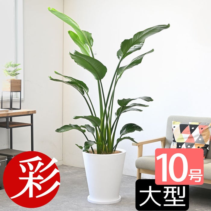観葉植物 通販 ストレリチア・オーガスタ 10号 ファイバークレイ鉢カバー付きセット 観葉植物 本物