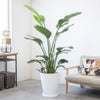 観葉植物 通販 ストレリチア・オーガスタ 10号 ファイバークレイ鉢カバー付きセット 観葉植物 本物