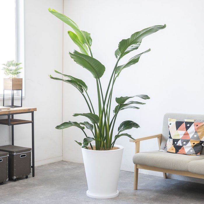 観葉植物 通販 ストレリチア・オーガスタ 10号 ファイバークレイ鉢カバー付きセット 観葉植物 本物