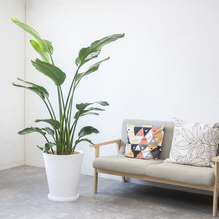 観葉植物 通販 ストレリチア・オーガスタ 10号 ファイバークレイ鉢カバー付きセット 観葉植物 本物