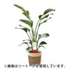 観葉植物 通販 ストレリチア・オーガスタ 10号 ファイバークレイ鉢カバー付きセット 観葉植物 本物