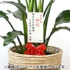 観葉植物 通販 ストレリチア・オーガスタ 10号 ファイバークレイ鉢カバー付きセット 観葉植物 本物