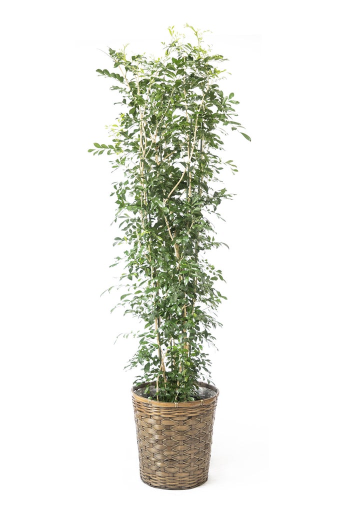 観葉植物 通販 ゲッキツ（シルクジャスミン） 10号鉢 キャラメルブラウン鉢カバー付き 観葉植物 本物