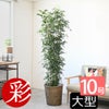 観葉植物 通販 ゲッキツ（シルクジャスミン） 10号鉢 キャラメルブラウン鉢カバー付き 観葉植物 本物