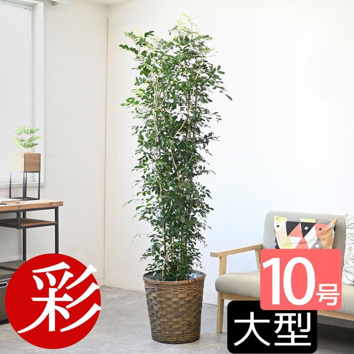 観葉植物 通販 ゲッキツ（シルクジャスミン） 10号鉢 キャラメルブラウン鉢カバー付き 観葉植物 本物