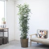 観葉植物 通販 ゲッキツ（シルクジャスミン） 10号鉢 キャラメルブラウン鉢カバー付き 観葉植物 本物