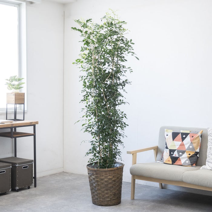 観葉植物 通販 ゲッキツ（シルクジャスミン） 10号鉢 キャラメルブラウン鉢カバー付き 観葉植物 本物