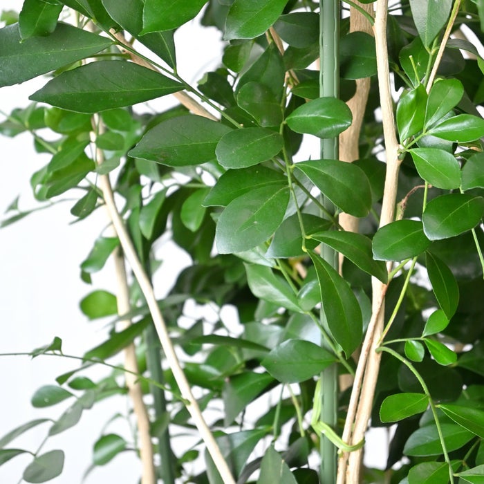 観葉植物 通販 ゲッキツ（シルクジャスミン） 10号鉢 キャラメルブラウン鉢カバー付き 観葉植物 本物