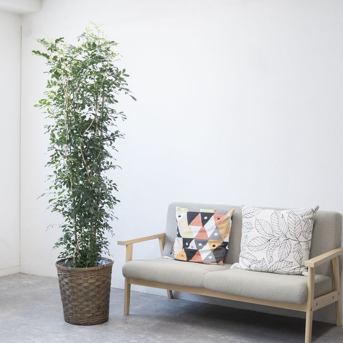 観葉植物 通販 ゲッキツ（シルクジャスミン） 10号鉢 キャラメルブラウン鉢カバー付き 観葉植物 本物