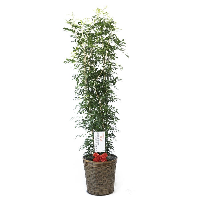 観葉植物 通販 ゲッキツ（シルクジャスミン） 10号鉢 キャラメルブラウン鉢カバー付き 観葉植物 本物