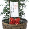 観葉植物 通販 ゲッキツ（シルクジャスミン） 10号鉢 キャラメルブラウン鉢カバー付き 観葉植物 本物