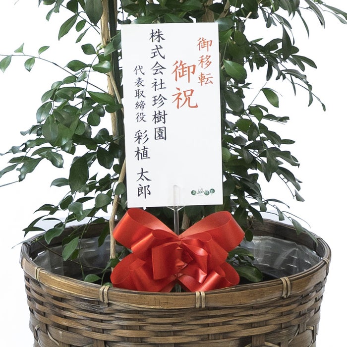 観葉植物 通販 ゲッキツ（シルクジャスミン） 10号鉢 キャラメルブラウン鉢カバー付き 観葉植物 本物