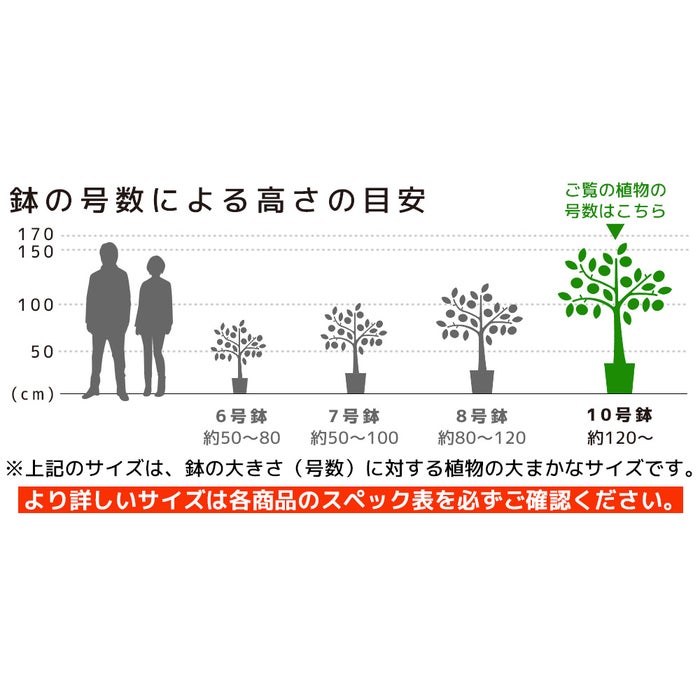 観葉植物 通販 ゲッキツ（シルクジャスミン） 10号鉢 キャラメルブラウン鉢カバー付き 観葉植物 本物