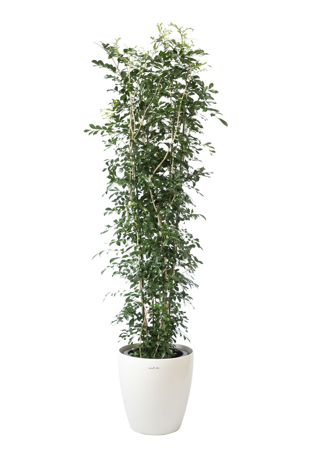 観葉植物 通販 ゲッキツ（シルクジャスミン） 10号鉢 ラスター白鉢カバー付き 観葉植物 本物