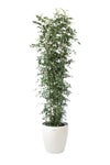 観葉植物 通販 ゲッキツ（シルクジャスミン） 10号鉢 ラスター白鉢カバー付き 観葉植物 本物