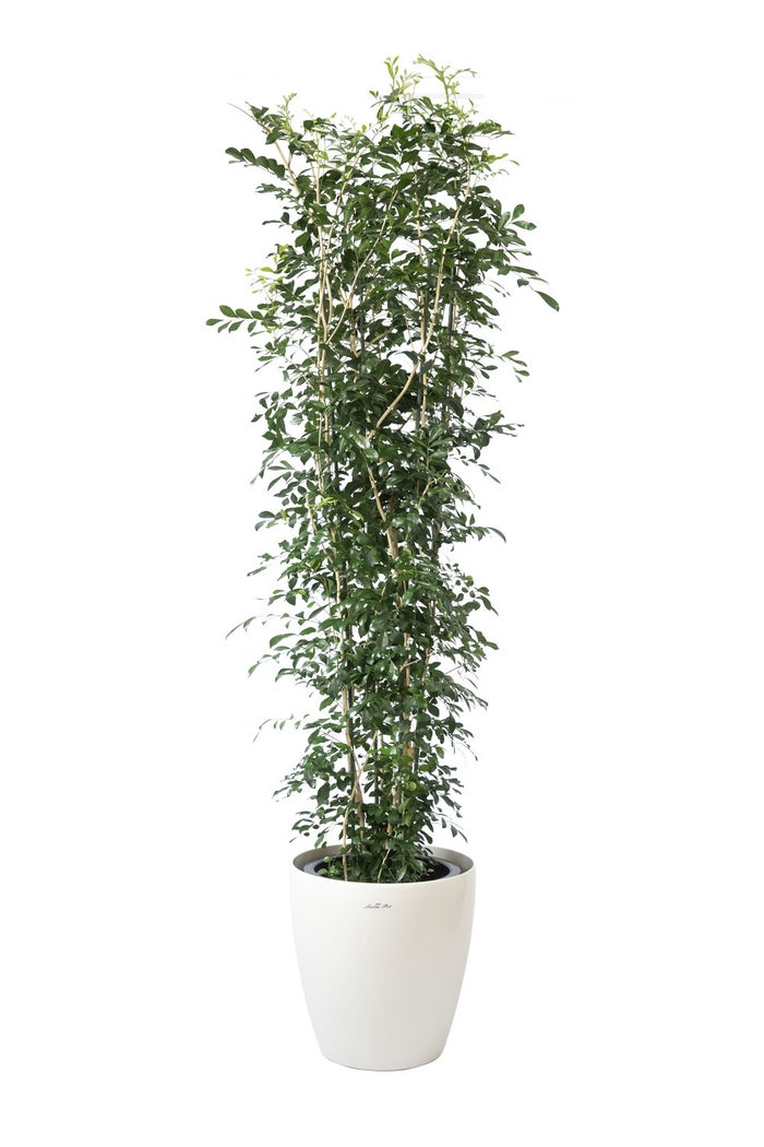観葉植物 通販 ゲッキツ（シルクジャスミン） 10号鉢 ラスター白鉢カバー付き 観葉植物 本物