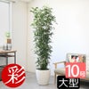 観葉植物 通販 ゲッキツ（シルクジャスミン） 10号鉢 ラスター白鉢カバー付き 観葉植物 本物