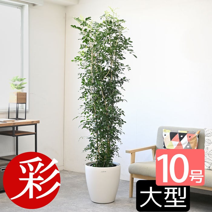 観葉植物 通販 ゲッキツ（シルクジャスミン） 10号鉢 ラスター白鉢カバー付き 観葉植物 本物