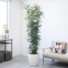 観葉植物 通販 ゲッキツ（シルクジャスミン） 10号鉢 ラスター白鉢カバー付き 観葉植物 本物
