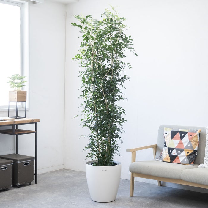 観葉植物 通販 ゲッキツ（シルクジャスミン） 10号鉢 ラスター白鉢カバー付き 観葉植物 本物