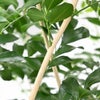 観葉植物 通販 ゲッキツ（シルクジャスミン） 10号鉢 ラスター白鉢カバー付き 観葉植物 本物