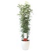 観葉植物 通販 ゲッキツ（シルクジャスミン） 10号鉢 ラスター白鉢カバー付き 観葉植物 本物