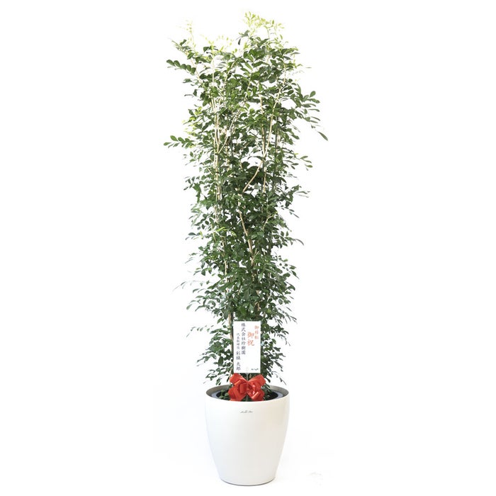 観葉植物 通販 ゲッキツ（シルクジャスミン） 10号鉢 ラスター白鉢カバー付き 観葉植物 本物