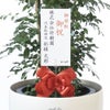 観葉植物 通販 ゲッキツ（シルクジャスミン） 10号鉢 ラスター白鉢カバー付き 観葉植物 本物