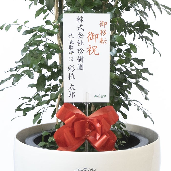 観葉植物 通販 ゲッキツ（シルクジャスミン） 10号鉢 ラスター白鉢カバー付き 観葉植物 本物