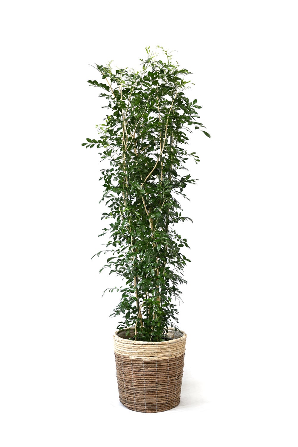 観葉植物 通販 ゲッキツ（シルクジャスミン） 10号鉢 ツートーン鉢カバー付き 観葉植物 本物