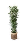 観葉植物 通販 ゲッキツ（シルクジャスミン） 10号鉢 ツートーン鉢カバー付き 観葉植物 本物