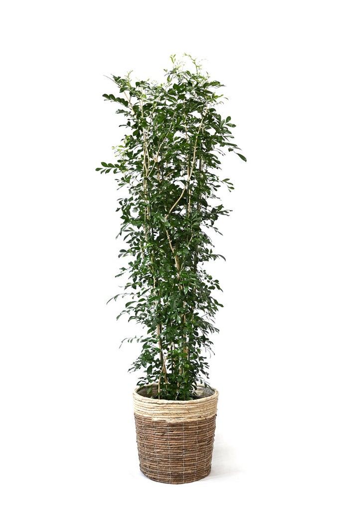 観葉植物 通販 ゲッキツ（シルクジャスミン） 10号鉢 ツートーン鉢カバー付き 観葉植物 本物