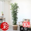 観葉植物 通販 ゲッキツ（シルクジャスミン） 10号鉢 ツートーン鉢カバー付き 観葉植物 本物