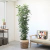 観葉植物 通販 ゲッキツ（シルクジャスミン） 10号鉢 ツートーン鉢カバー付き 観葉植物 本物