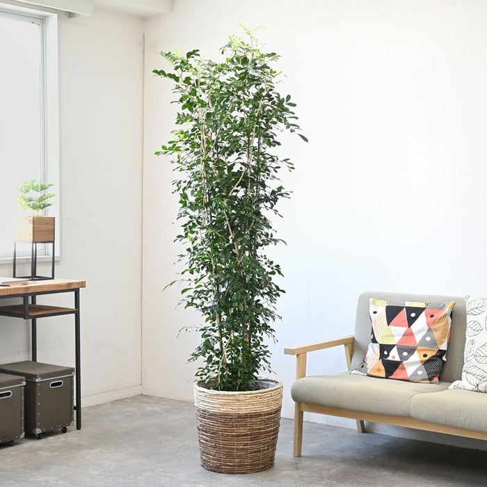 観葉植物 通販 ゲッキツ（シルクジャスミン） 10号鉢 ツートーン鉢カバー付き 観葉植物 本物