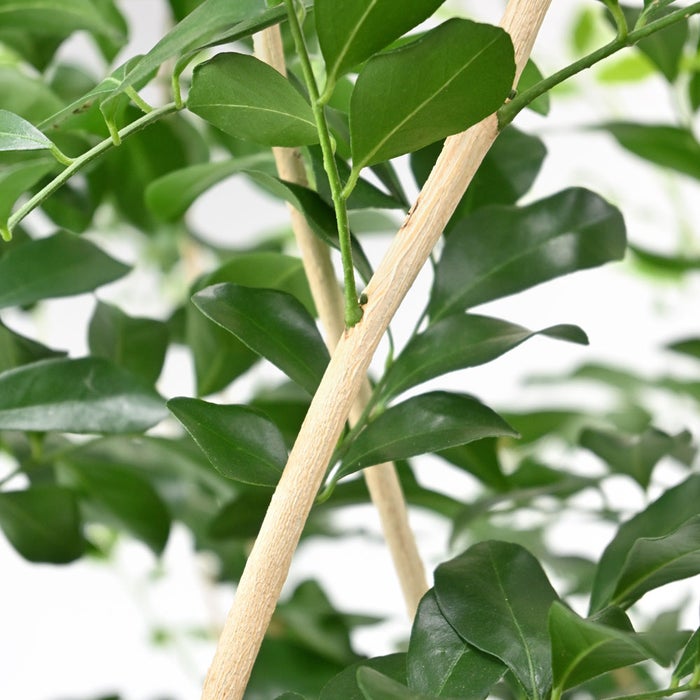 観葉植物 通販 ゲッキツ（シルクジャスミン） 10号鉢 ツートーン鉢カバー付き 観葉植物 本物