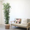 観葉植物 通販 ゲッキツ（シルクジャスミン） 10号鉢 ツートーン鉢カバー付き 観葉植物 本物