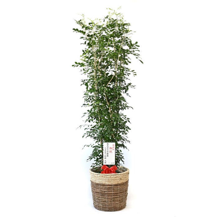 観葉植物 通販 ゲッキツ（シルクジャスミン） 10号鉢 ツートーン鉢カバー付き 観葉植物 本物