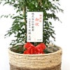 観葉植物 通販 ゲッキツ（シルクジャスミン） 10号鉢 ツートーン鉢カバー付き 観葉植物 本物