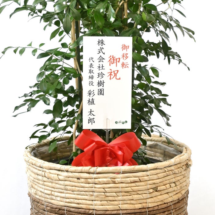 観葉植物 通販 ゲッキツ（シルクジャスミン） 10号鉢 ツートーン鉢カバー付き 観葉植物 本物