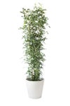 観葉植物 通販 ゲッキツ（シルクジャスミン） 10号鉢 ガルボ鉢カバー付き 観葉植物 本物