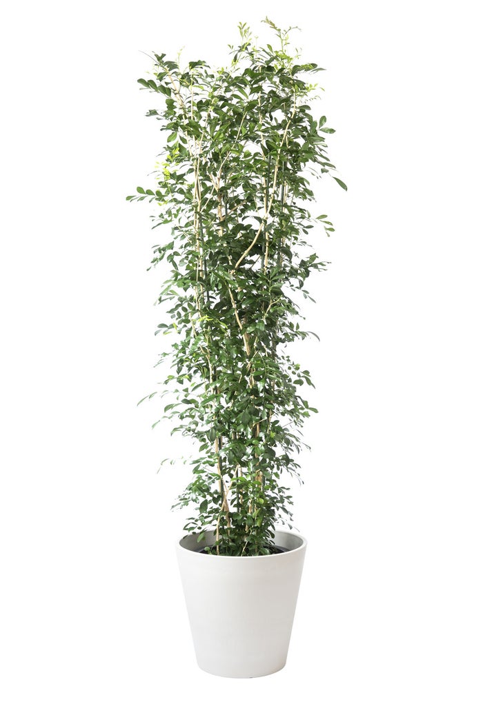 観葉植物 通販 ゲッキツ（シルクジャスミン） 10号鉢 ガルボ鉢カバー付き 観葉植物 本物