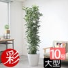 観葉植物 通販 ゲッキツ（シルクジャスミン） 10号鉢 ガルボ鉢カバー付き 観葉植物 本物