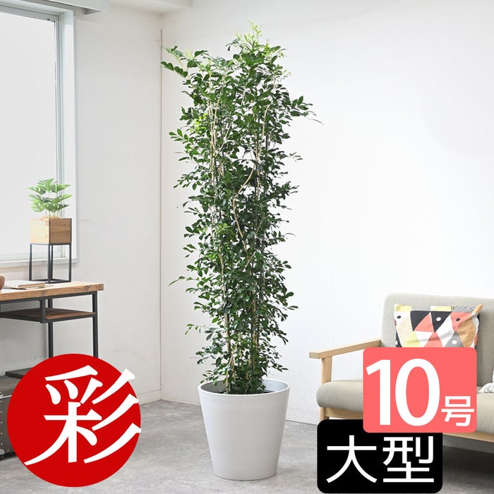 観葉植物 通販 ゲッキツ（シルクジャスミン） 10号鉢 ガルボ鉢カバー付き 観葉植物 本物