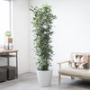 観葉植物 通販 ゲッキツ（シルクジャスミン） 10号鉢 ガルボ鉢カバー付き 観葉植物 本物