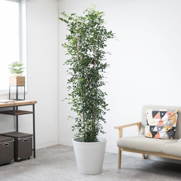 観葉植物 通販 ゲッキツ（シルクジャスミン） 10号鉢 ガルボ鉢カバー付き 観葉植物 本物