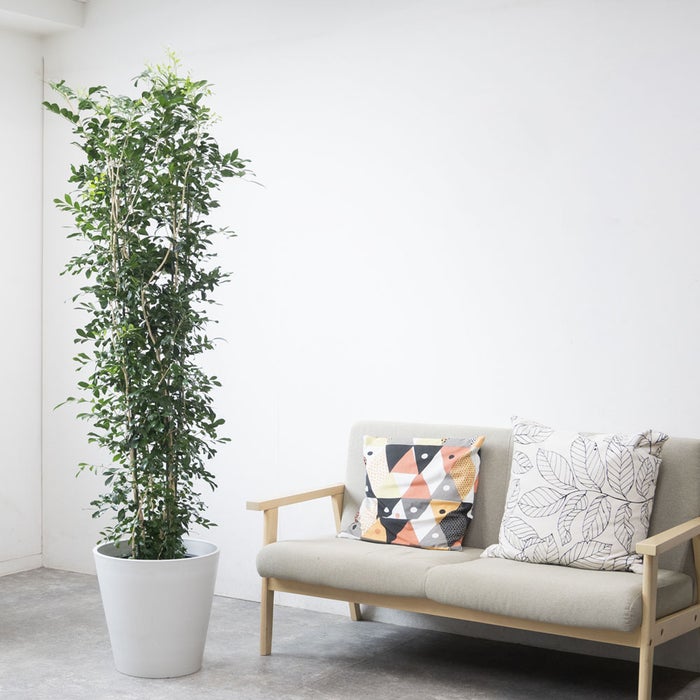 観葉植物 通販 ゲッキツ（シルクジャスミン） 10号鉢 ガルボ鉢カバー付き 観葉植物 本物