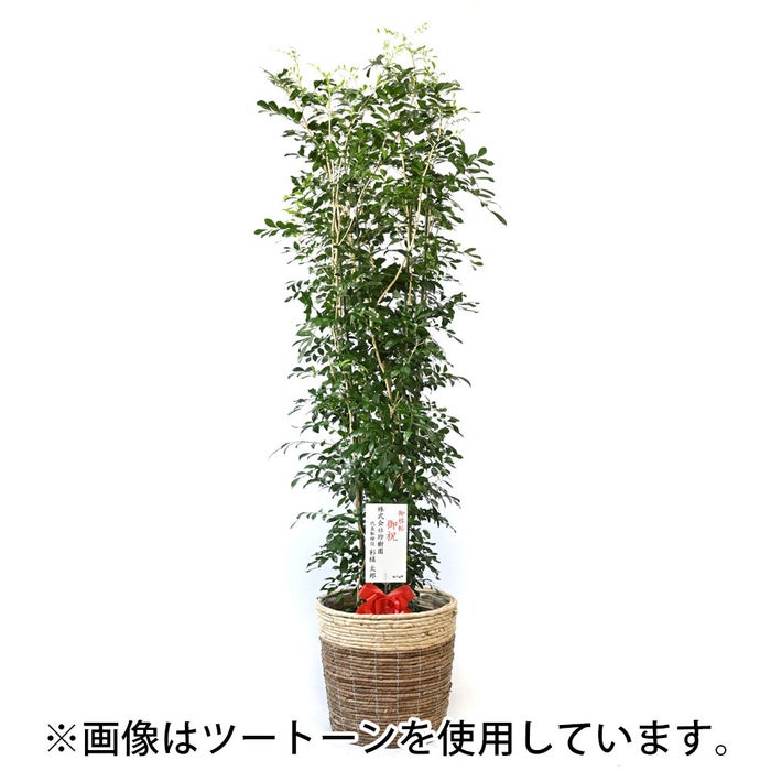 観葉植物 通販 ゲッキツ（シルクジャスミン） 10号鉢 ガルボ鉢カバー付き 観葉植物 本物